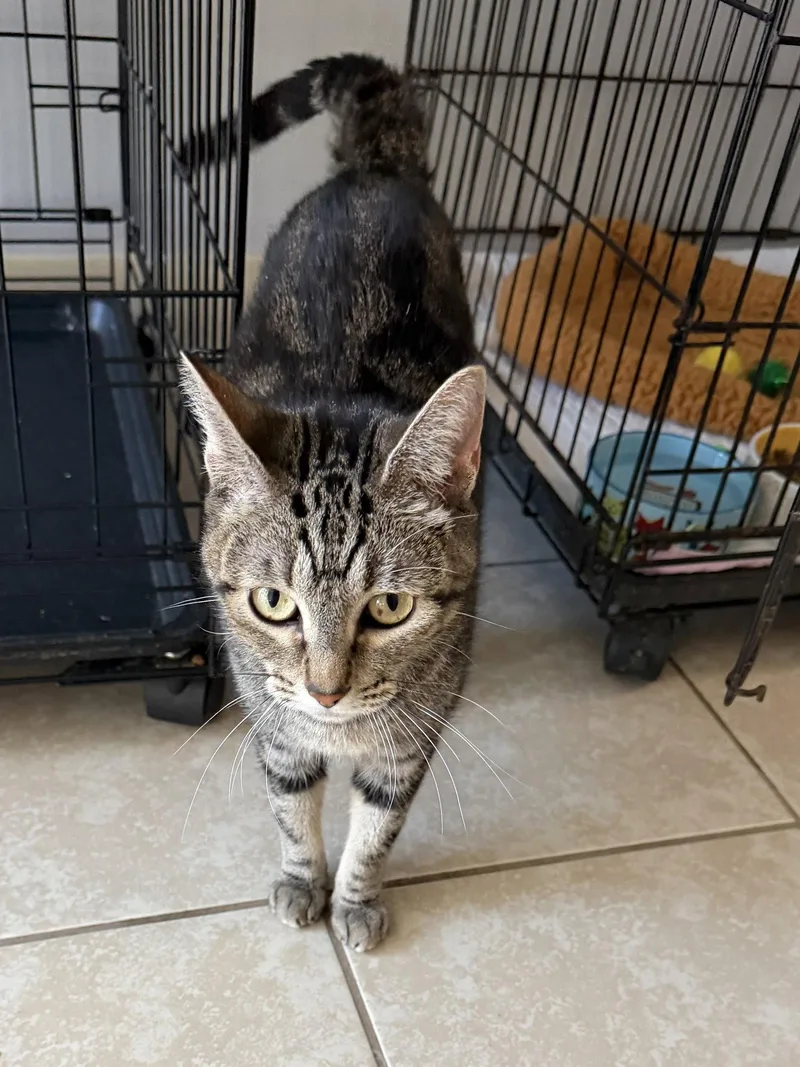 A young medium-sized female Domestic Short Hair cat named Silverstorm for adoption in Satellite Beach, FL