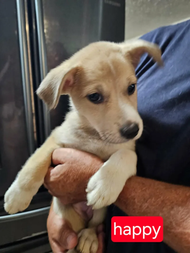 A baby medium-sized female Cattle Dog dog named Happy for adoption in Fort Worth, TX