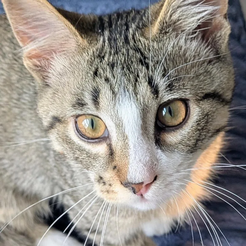 A baby small-sized male Brown / Chocolate Domestic Medium Hair cat named Percy for adoption in Medina, OH