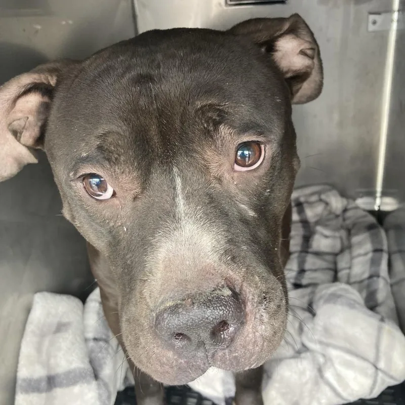 An adult medium-sized male Black Mixed Breed dog named Money Mont for adoption in Philadelphia, PA