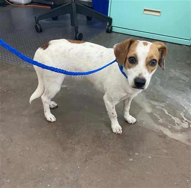 A young medium-sized female Mixed Breed dog named Honey for adoption in Dallas, TX