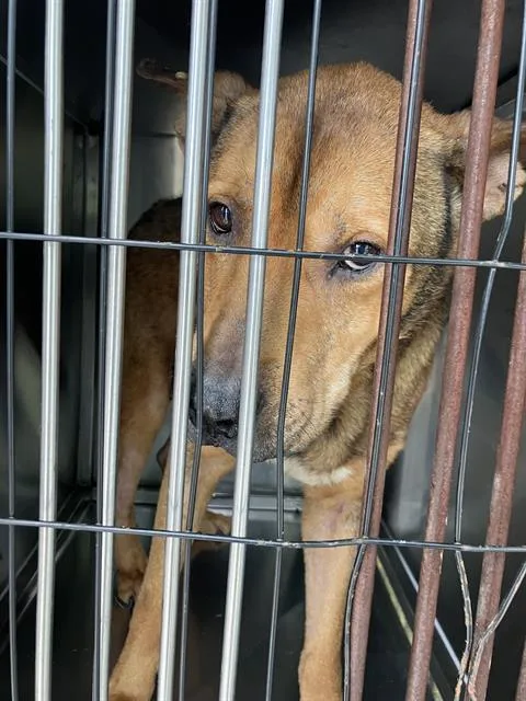An adult large-sized male Mixed Breed dog named Ranger for adoption in Dallas, TX