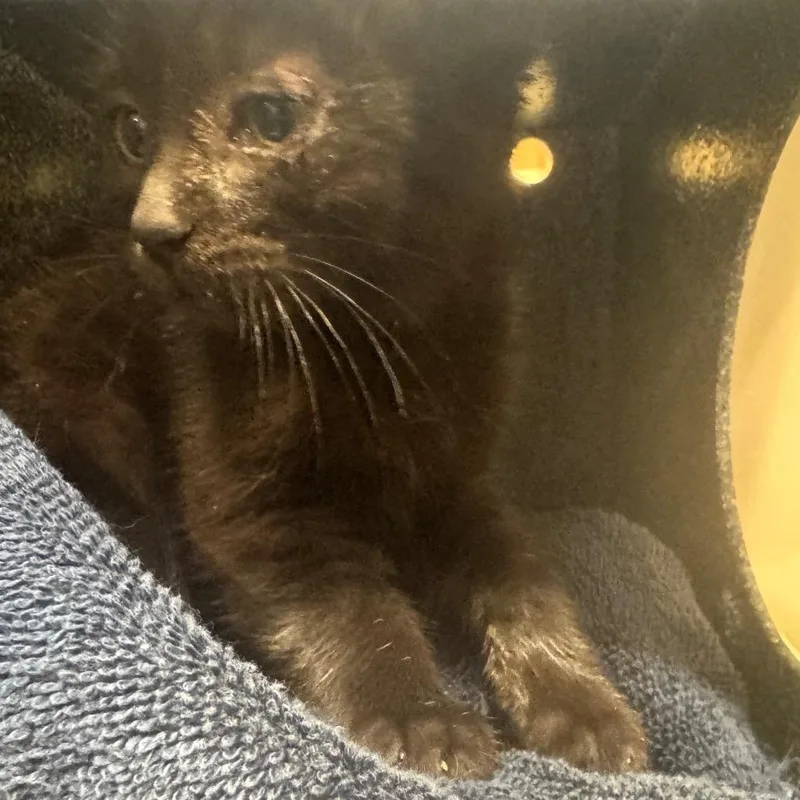 A baby small-sized female Domestic Short Hair cat named Lucky for adoption in Winston-Salem, NC