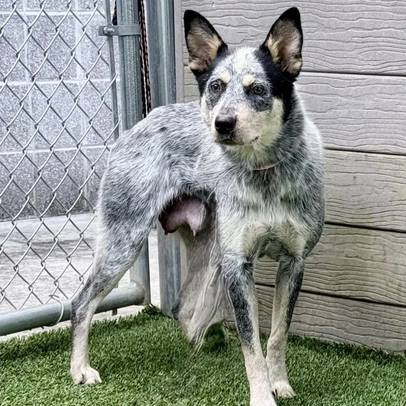 An adult medium-sized female Gray / Blue / Silver Cattle Dog dog named Danae for adoption in Chattanooga, TN