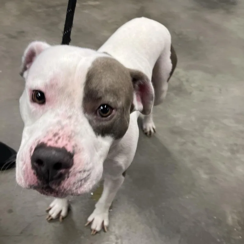 An adult medium-sized male Gray / Blue / Silver Terrier dog named Thanos for adoption in Tampa, FL