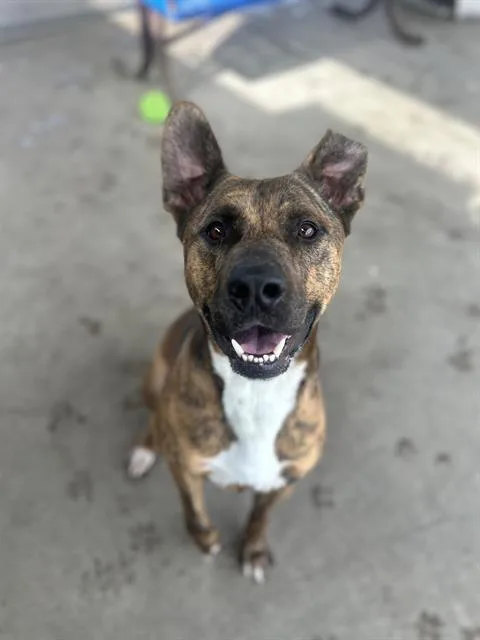 An adult large-sized male Pit Bull Terrier dog named Yami for adoption in Chula Vista, CA