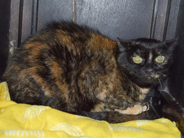An adult medium-sized female Domestic Short Hair cat named Tyra for adoption in Sacramento, CA