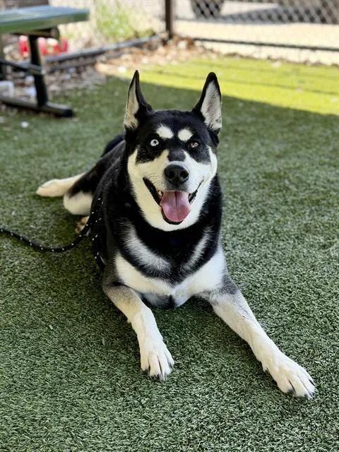 An adult large-sized female Siberian Husky dog named Freya for adoption in Clyde, NC