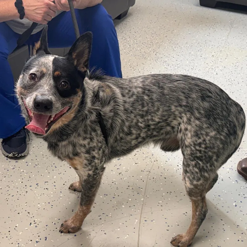 An adult medium-sized male Black Australian Cattle Dog / Blue Heeler dog named Bo for adoption in Marion, VA