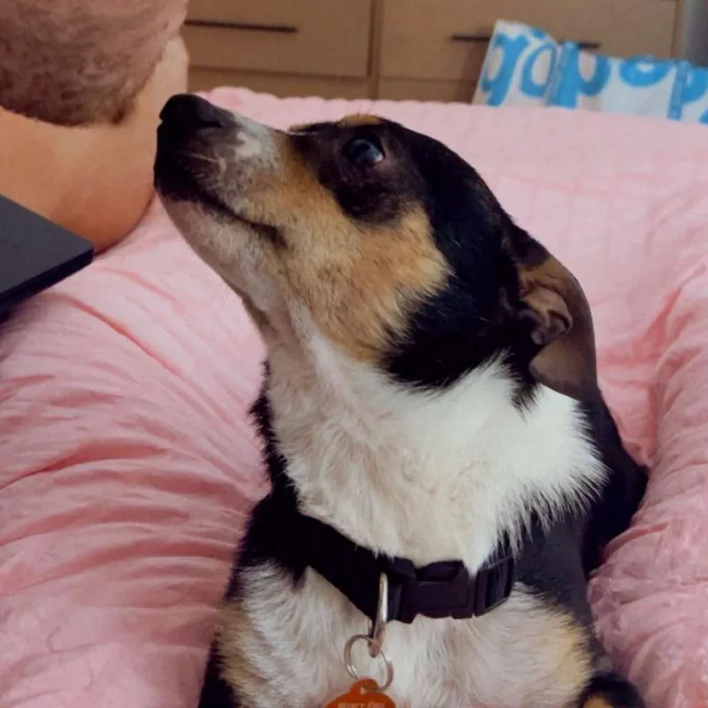 An adult small-sized male Black Terrier dog named Edmund for adoption in Tampa, FL