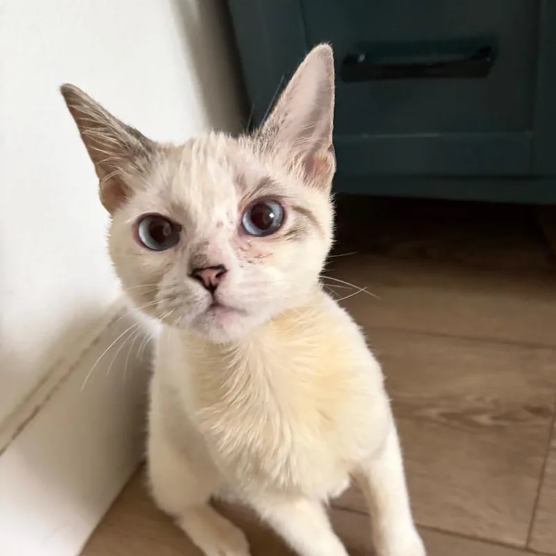 A baby small-sized female Siamese cat named Opal for adoption in Agoura Hills, CA