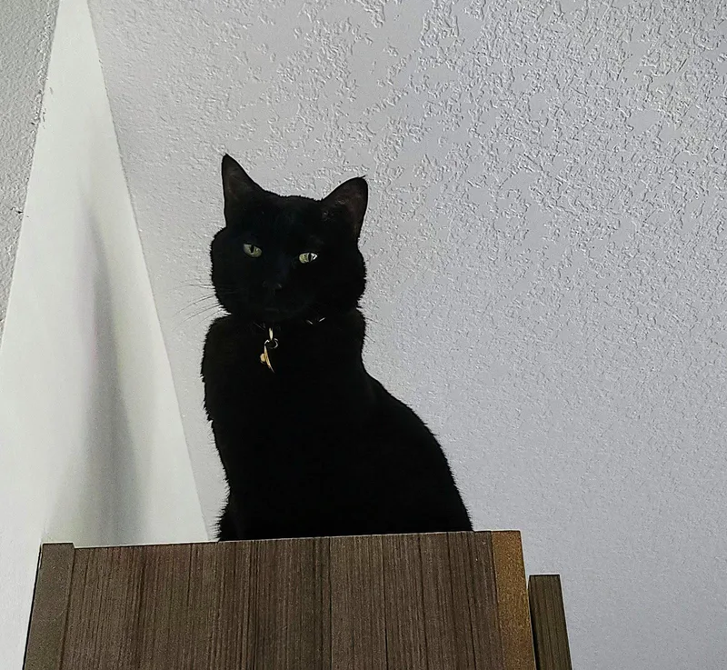 An adult medium-sized female American Shorthair cat named NYXIE   Offered for adoption in Hillsboro, OR