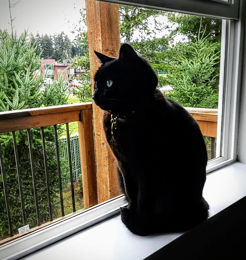 NYXIE   Offered thumbnail 3