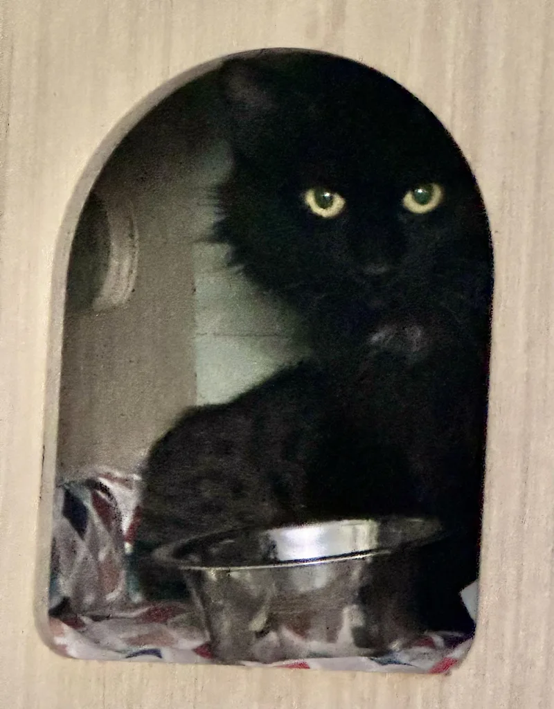 A young medium-sized female Black Domestic Long Hair cat named Hawaii for adoption in North East, MD