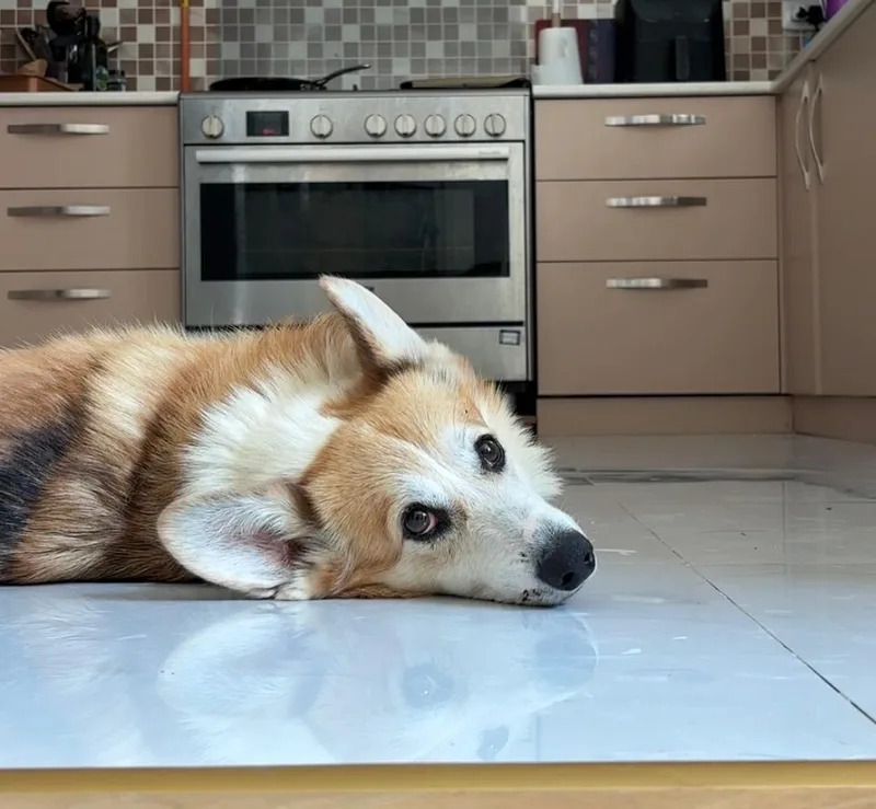 Paco thumbnail 2