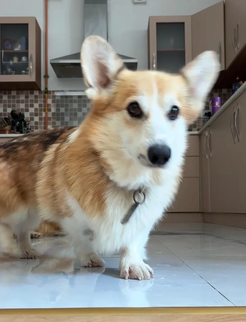 Paco thumbnail 5