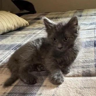 Wolfy