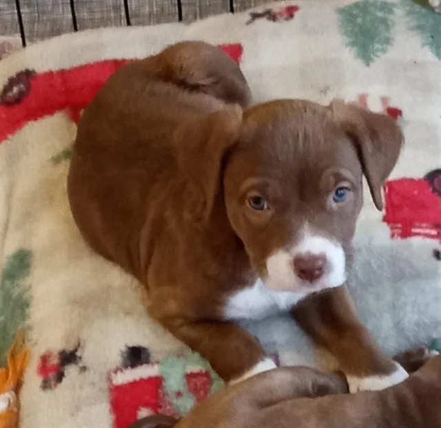 Duke