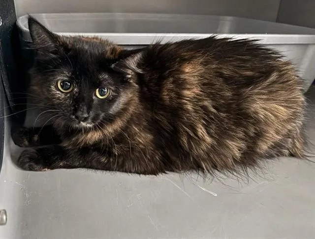 A young small-sized female Domestic Medium Hair cat named Shadow for adoption in Leesburg, VA