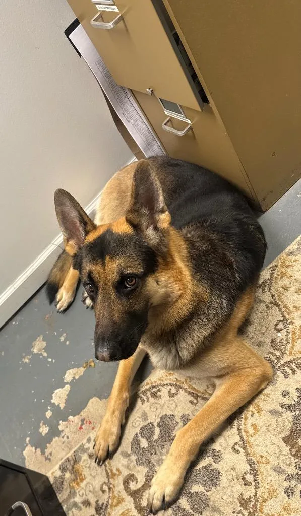 An adult medium-sized male German Shepherd Dog dog named Kobe for adoption in Wintersville, OH