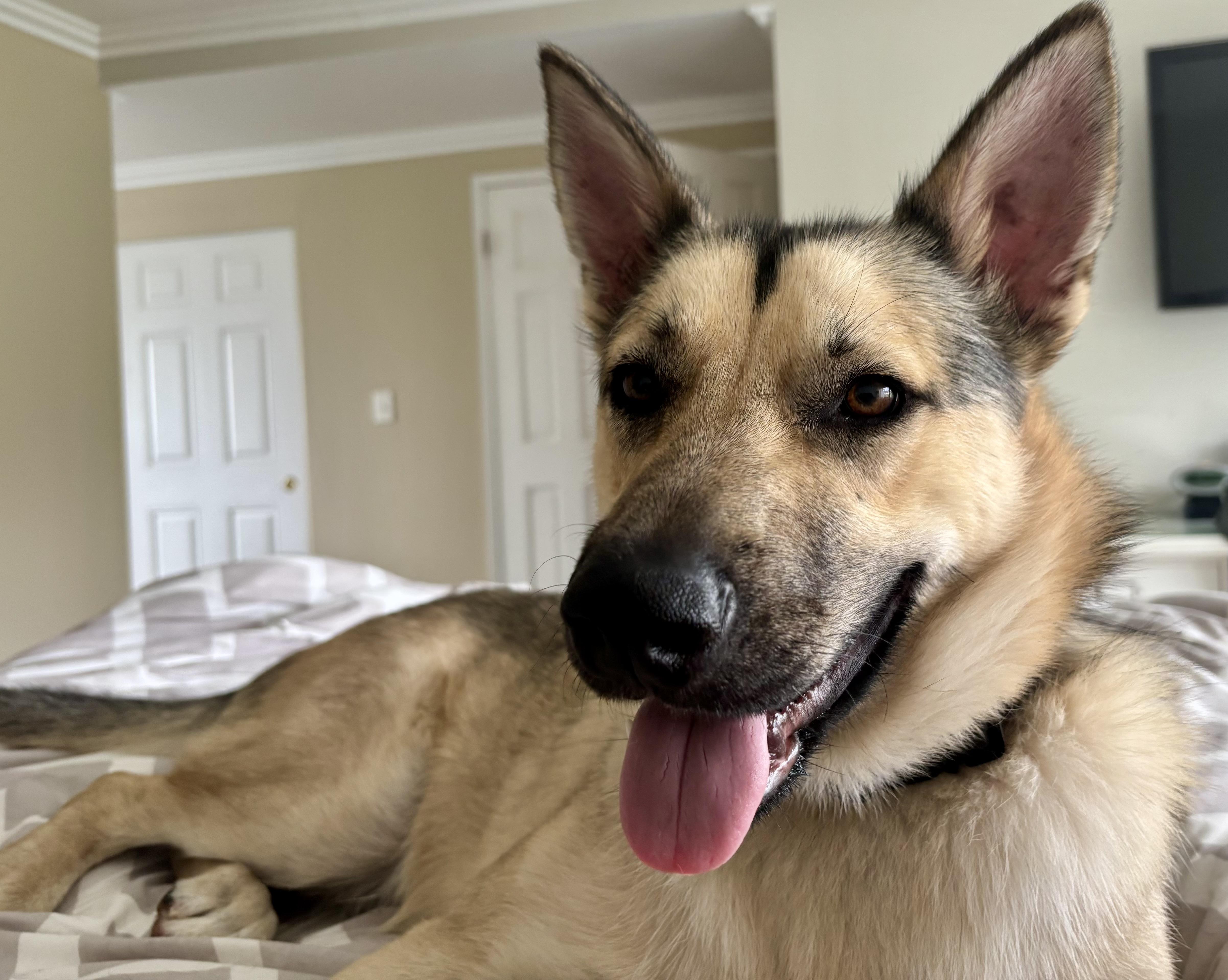 A young medium-sized male German Shepherd Dog dog named Buddy for adoption in Torrance, CA