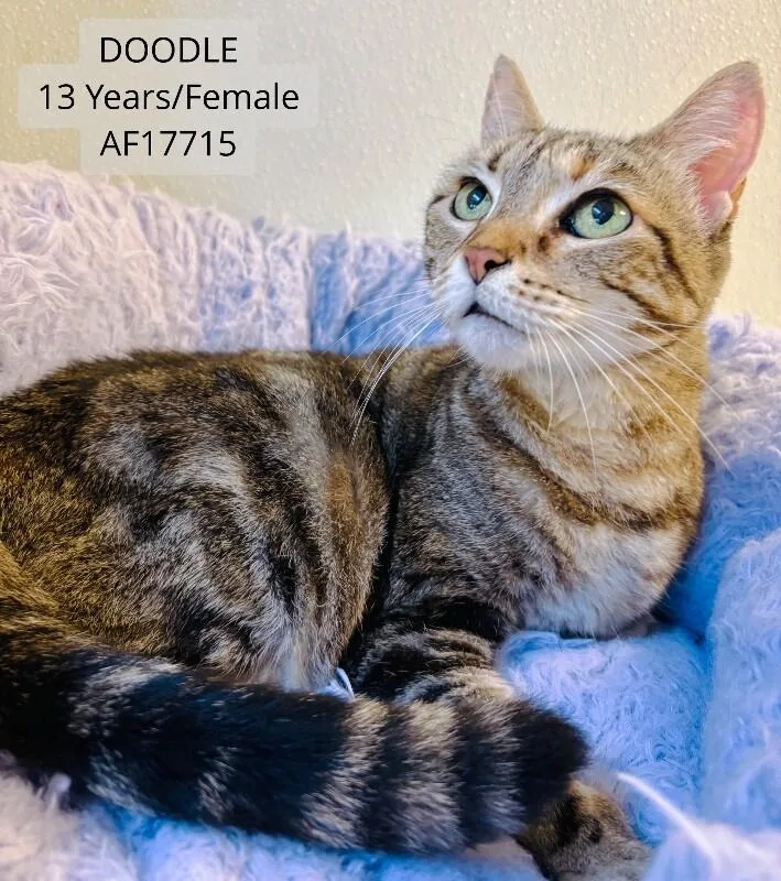 An adult medium-sized female Tabby (Brown / Chocolate) Domestic Short Hair cat named Doodle for adoption in Supply, NC