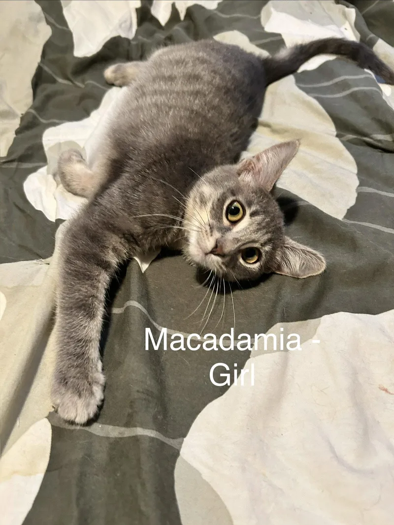 Macadamia