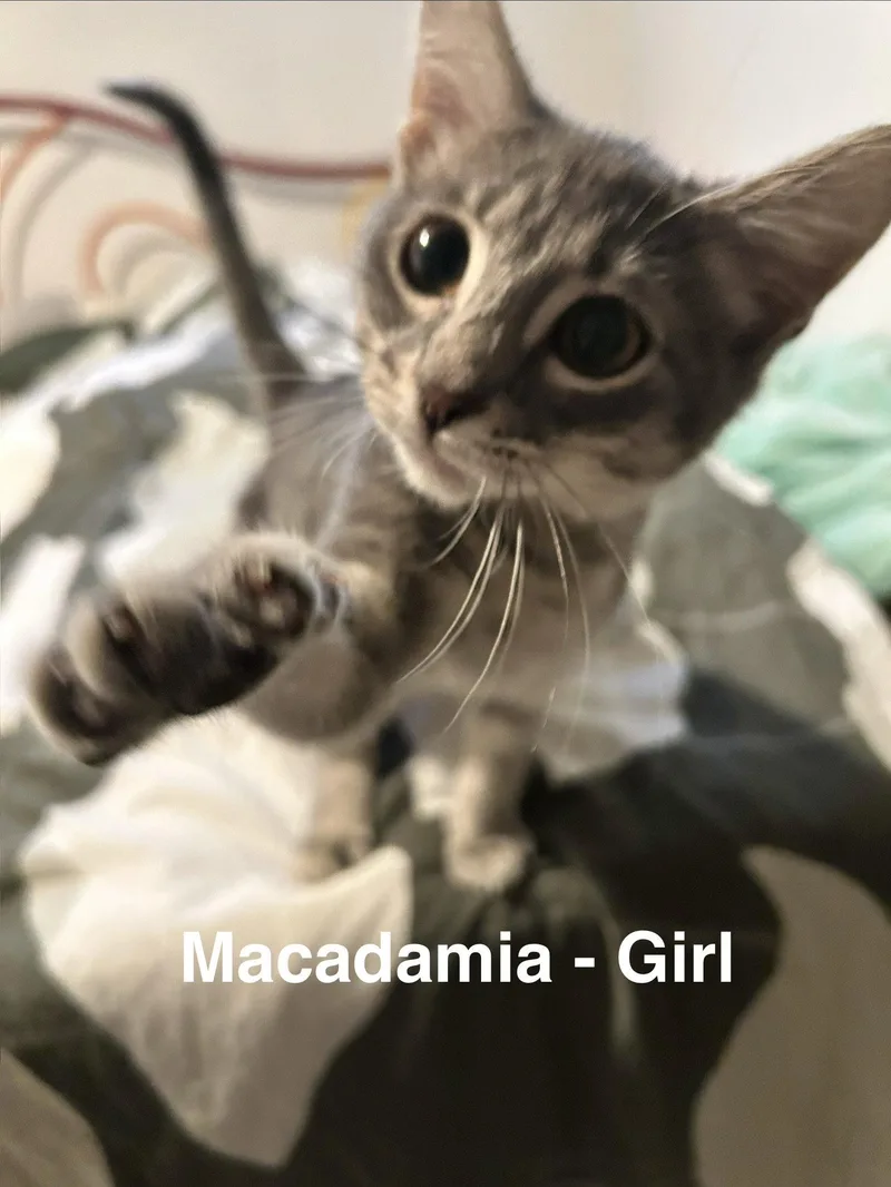 Macadamia thumbnail 2