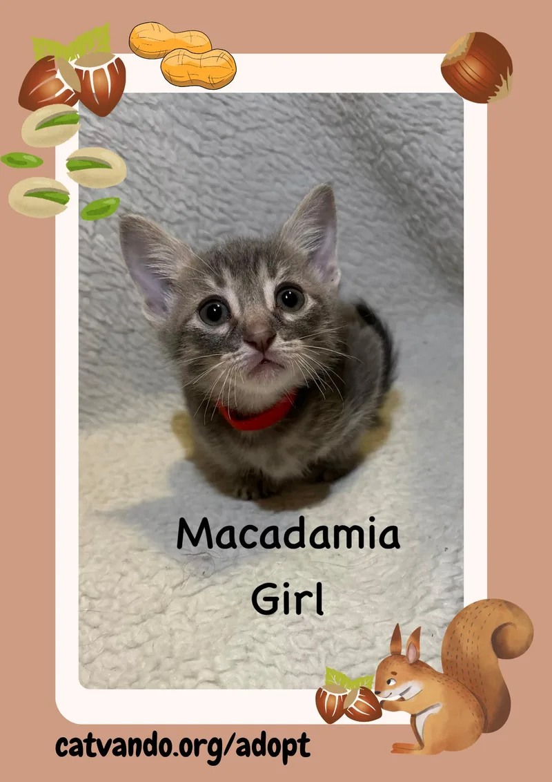 Macadamia thumbnail 3