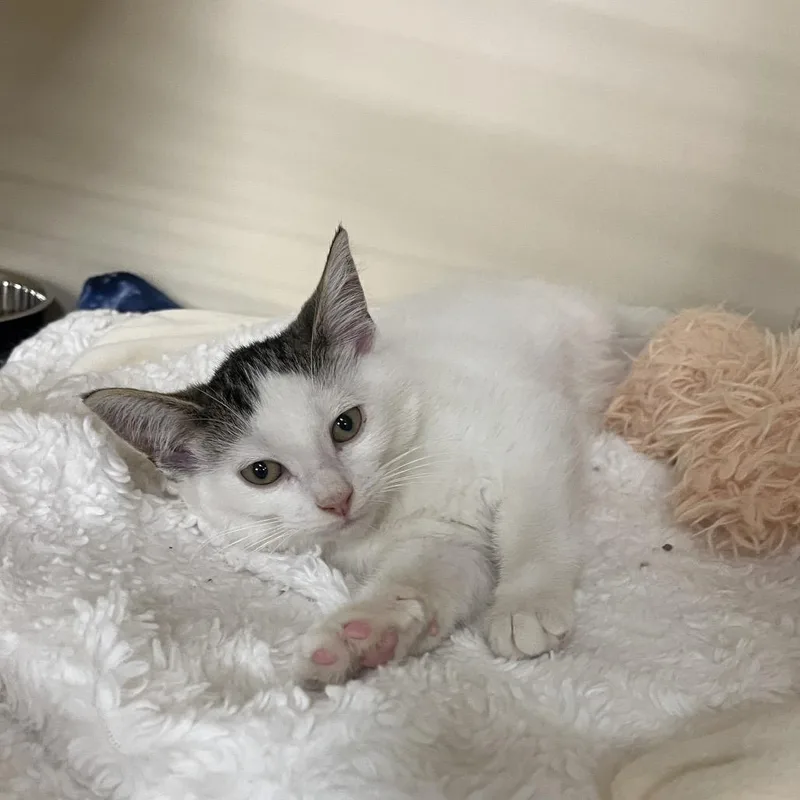 A baby small-sized female Brown / Chocolate Domestic Short Hair cat named Apple Butter for adoption in Hinsdale, IL