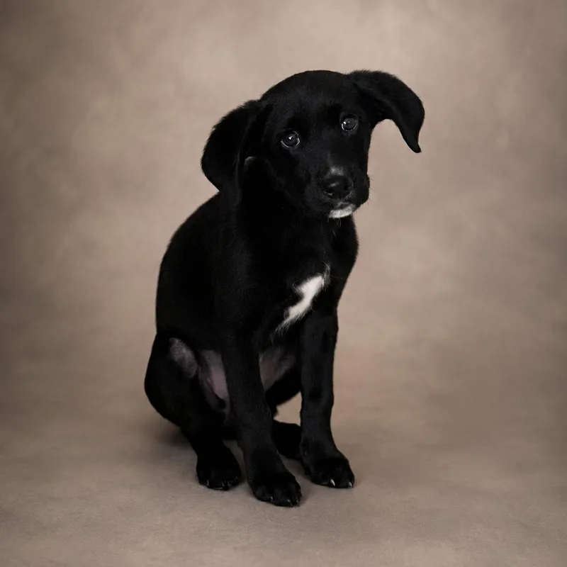 A baby medium-sized male Black Labrador Retriever dog named Chip for adoption in Heber Springs, AR