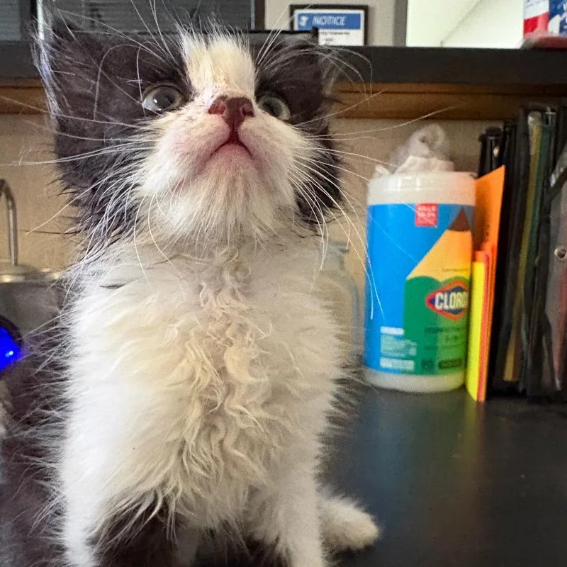 A baby small-sized male Black Domestic Medium Hair cat named Boogie for adoption in Lufkin, TX