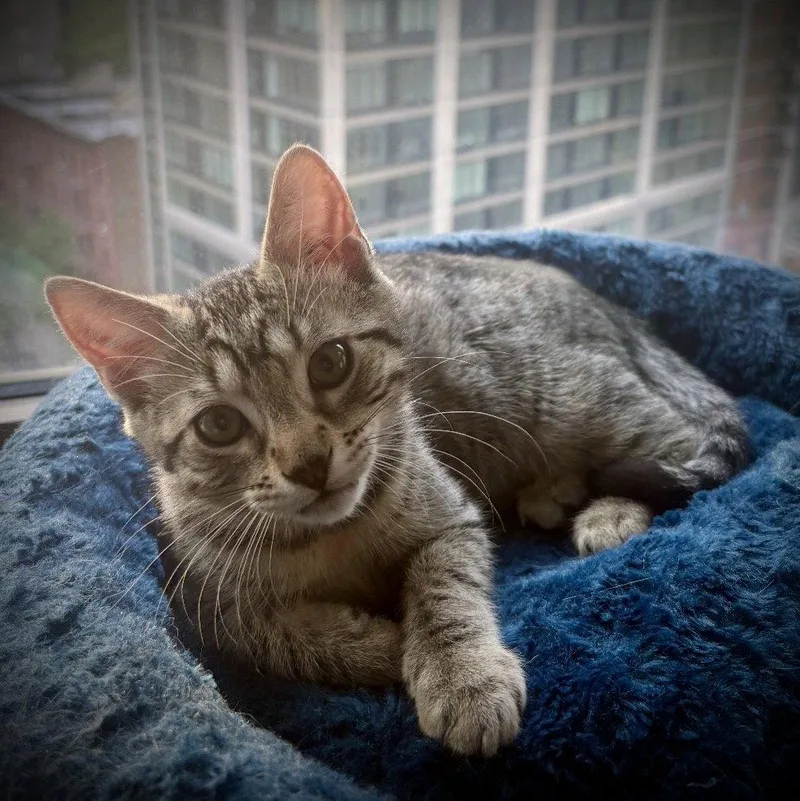 A baby medium-sized male Domestic Short Hair cat named Party Hat for adoption in Brooklyn, NY