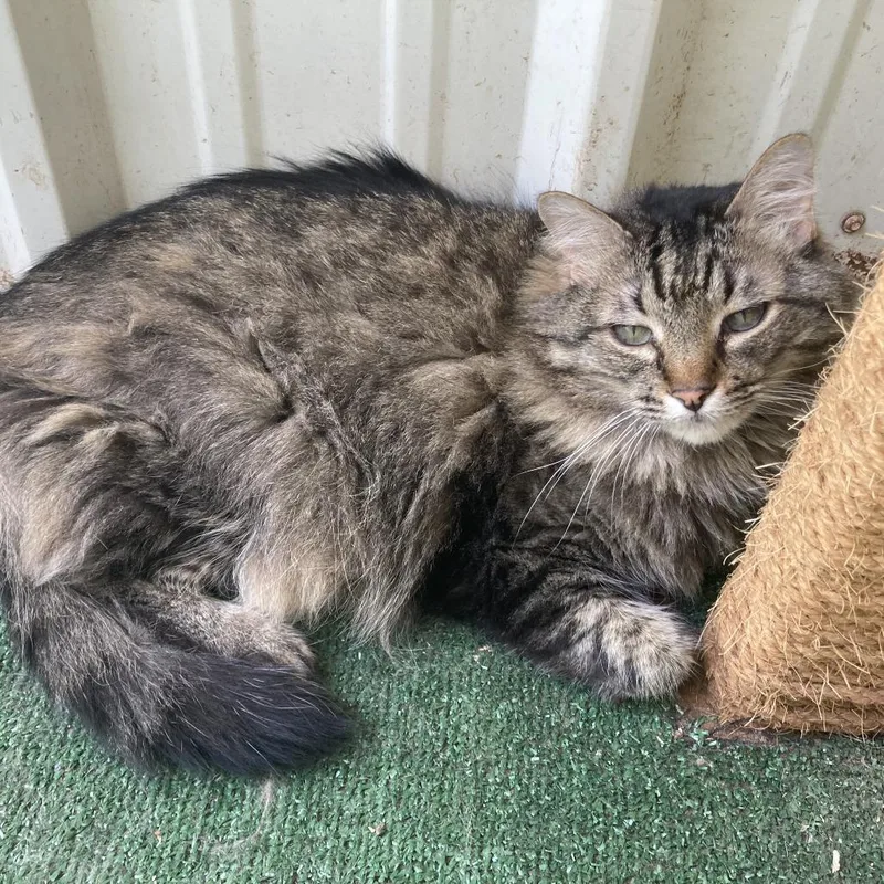 A senior large-sized female Gray / Blue / Silver Domestic Medium Hair cat named Miss Priss for adoption in Midland, TX