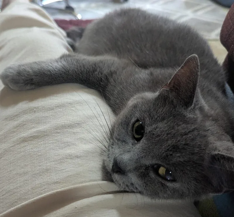 An adult medium-sized female Russian Blue cat named Misty for adoption in Sardinia, OH