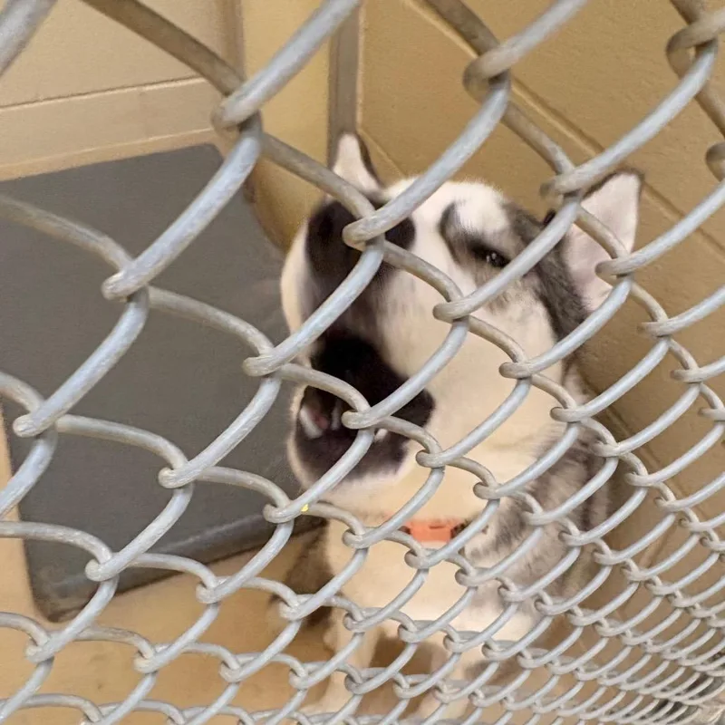 An adult medium-sized female Gray / Blue / Silver Mixed Breed dog named Sassie for adoption in Winston-Salem, NC