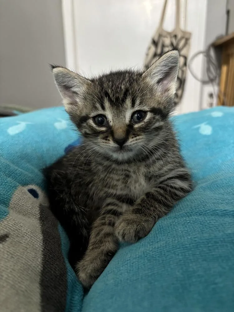 A baby small-sized female Domestic Short Hair cat named Rhubarb for adoption in Oak Park, MI