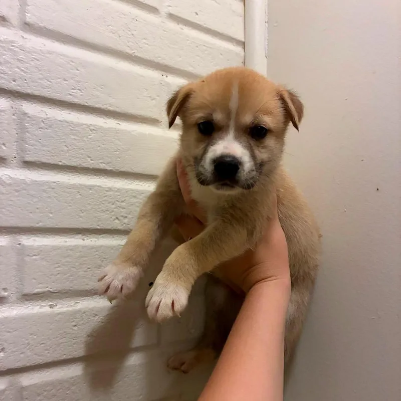 A baby medium-sized female Yellow / Tan / Blond / Fawn Mixed Breed dog named Grits for adoption in Alexandria, VA