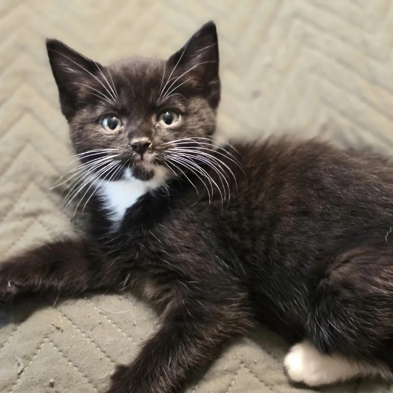 A young small-sized female Black & White / Tuxedo Domestic Short Hair cat named Timber for adoption in Bentonville, AR