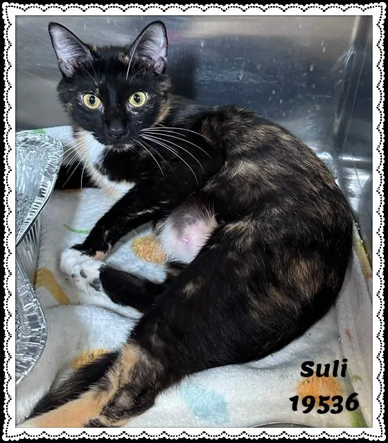 An adult small-sized female Tortoiseshell Domestic Short Hair cat named Suli for adoption in Marietta, GA