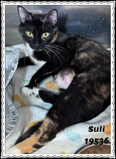 Suli thumbnail 2