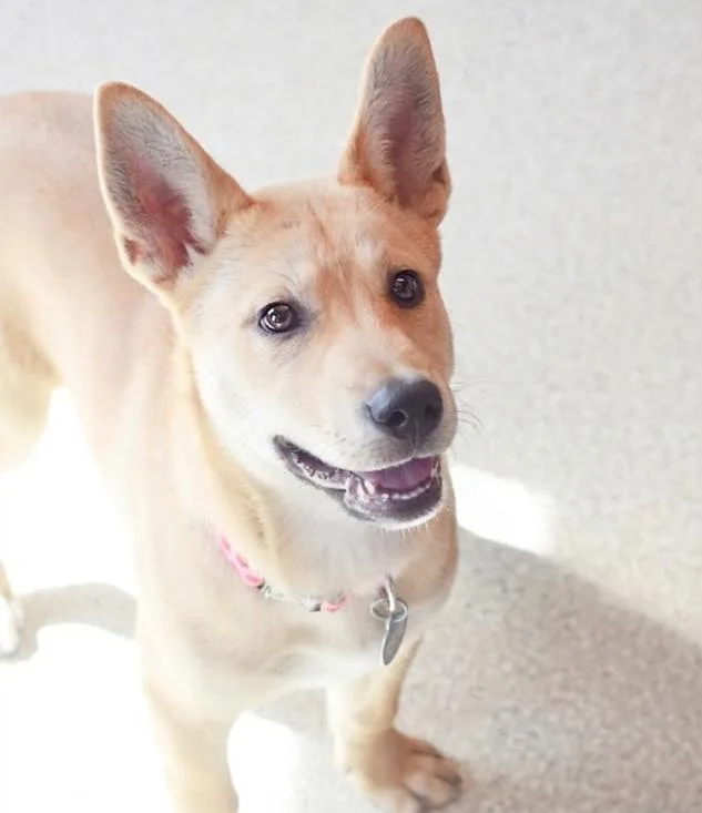 A baby medium-sized female Golden Labrador Retriever dog named Angelina for adoption in Pontiac, MI