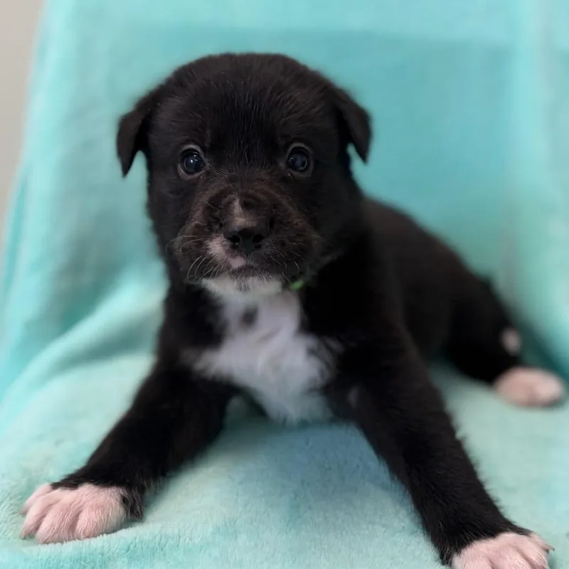 A baby medium-sized male Black Labrador Retriever dog named Meeko for adoption in St. Peters, MO