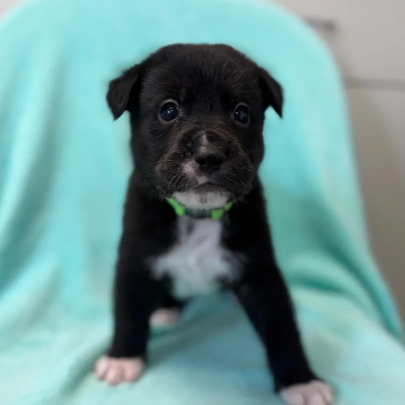 Meeko thumbnail 2