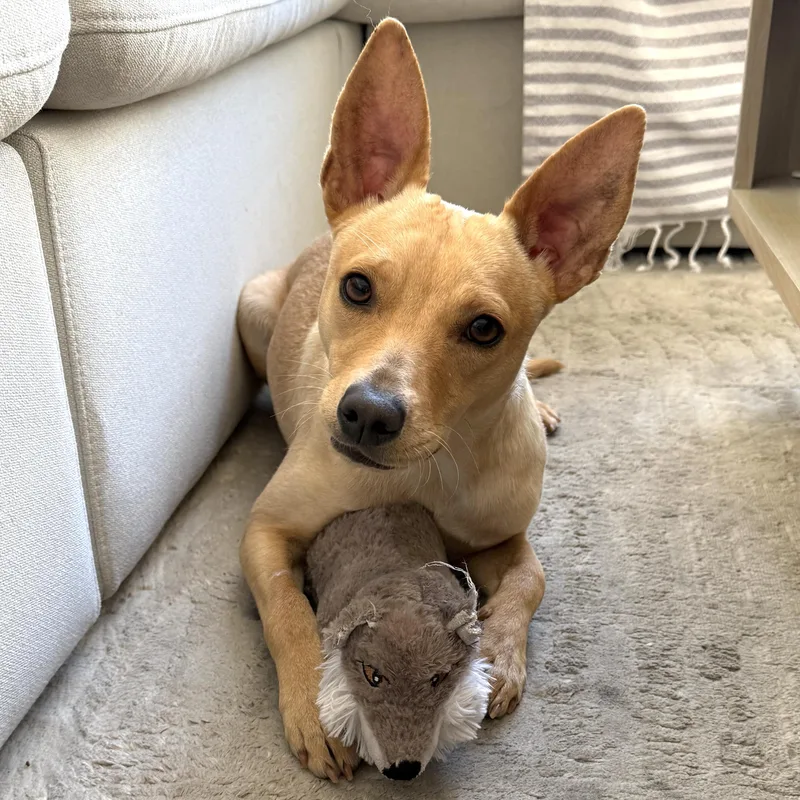 A young small-sized male Yellow / Tan / Blond / Fawn Chiweenie dog named Mister for adoption in Brooklyn, NY