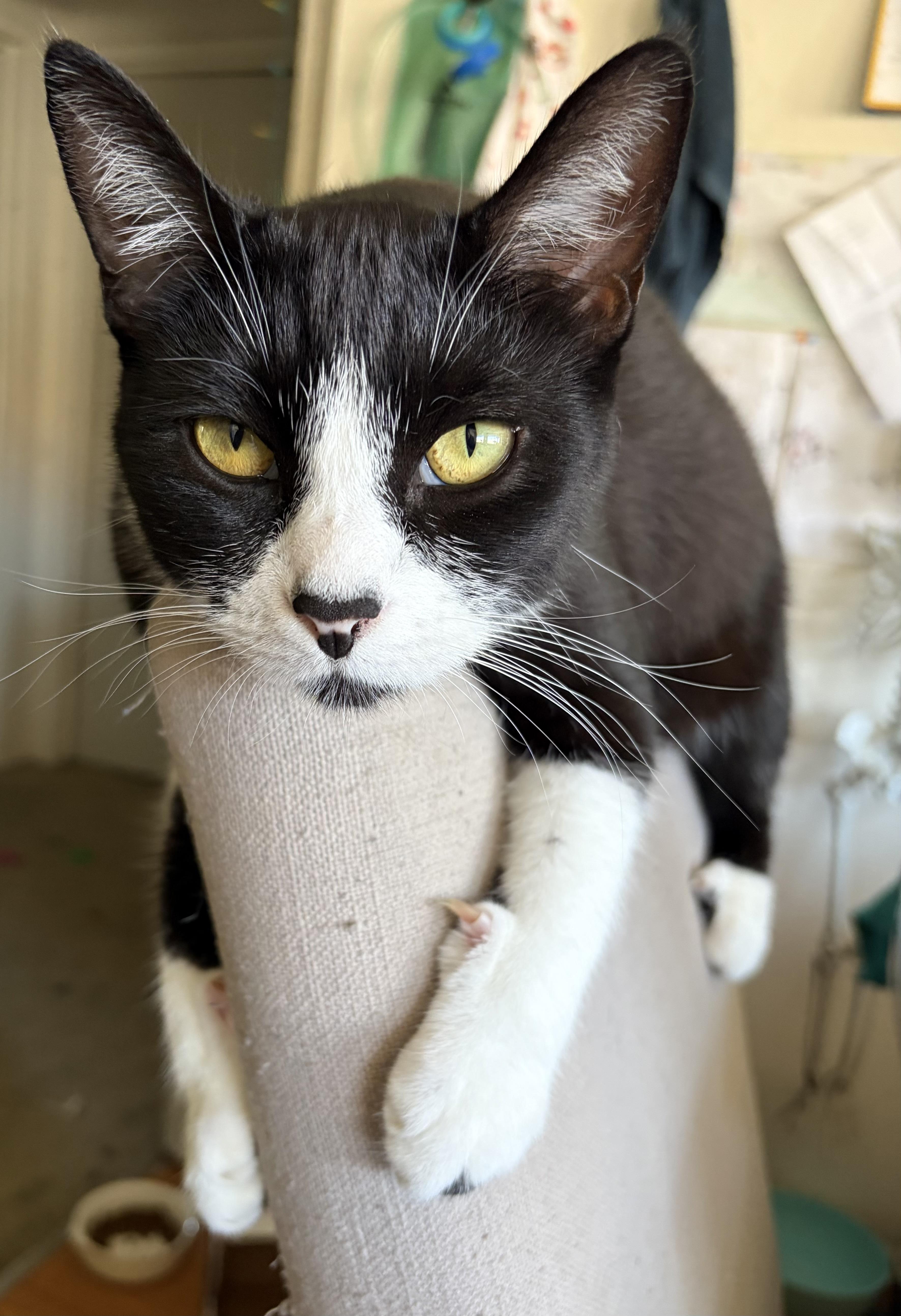 A young medium-sized male Black & White / Tuxedo Domestic Short Hair cat named Cadbury for adoption in Orange, CA