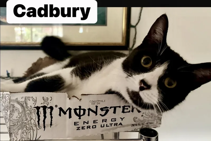 Cadbury thumbnail 3