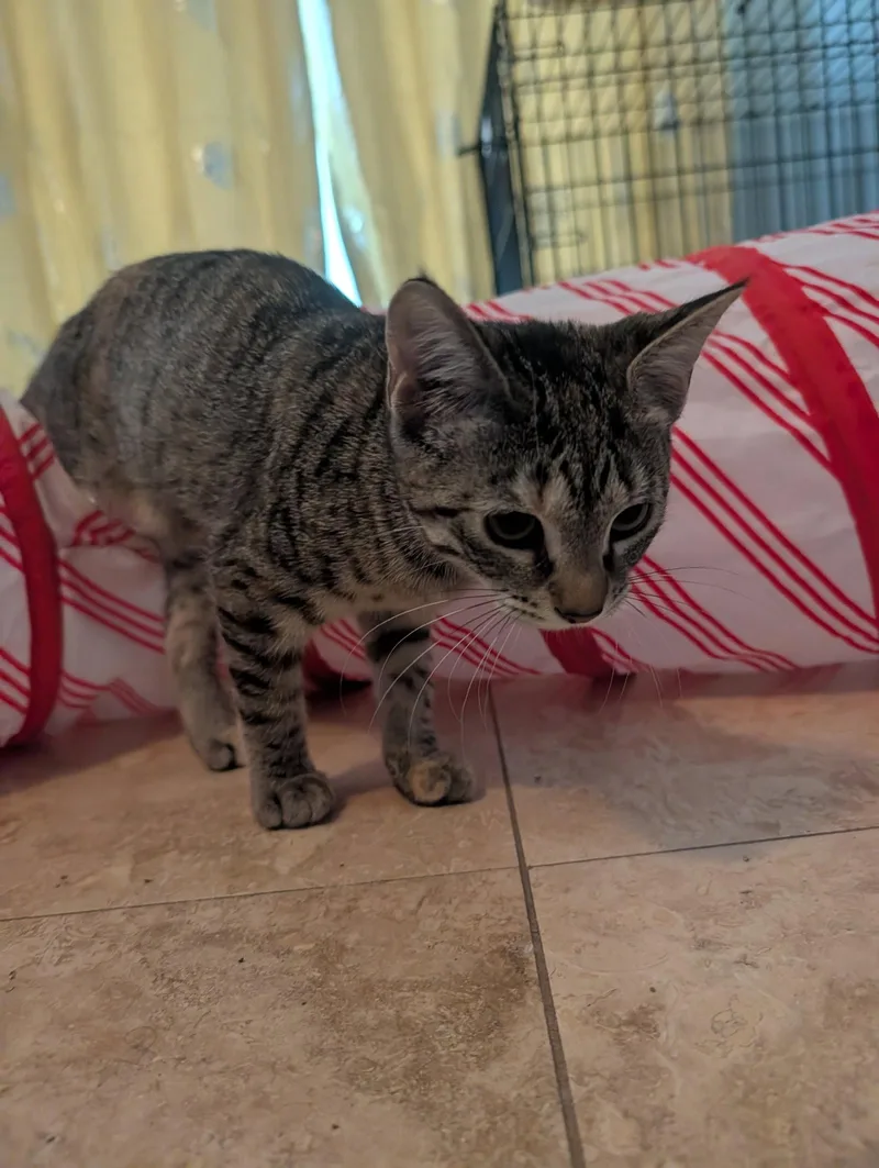 A baby medium-sized female Domestic Short Hair cat named Tina for adoption in Tampa, FL
