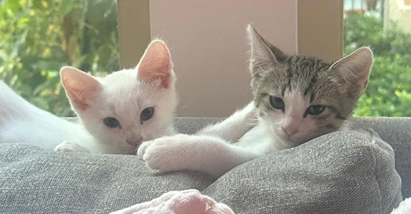 A baby medium-sized male Domestic Medium Hair cat named Olaf for adoption in San Jose, CA
