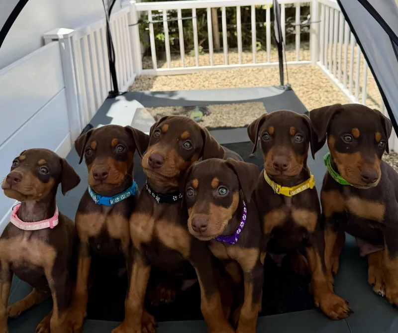 A baby large-sized male Red / Chestnut / Orange Doberman Pinscher dog named Splash for adoption in Los Angeles, CA
